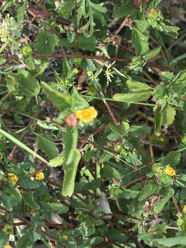 Malvastrum coromandelianum observed 2026-10-28