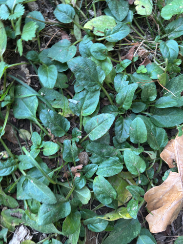 Prunella vulgaris observed 2026-10-28