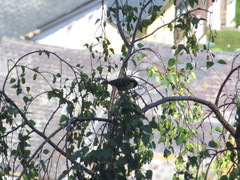 Periparus ater britannicus