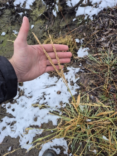Panicum observed 2026-10-28