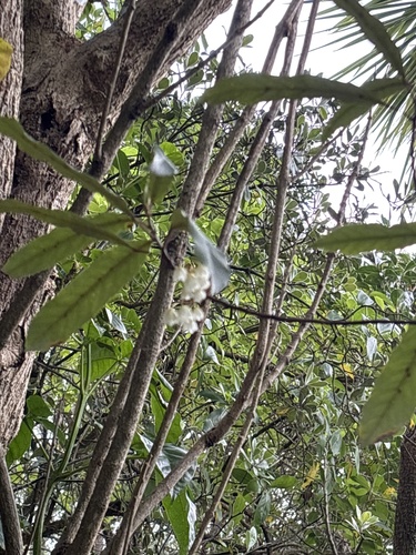 Elaeocarpus observed 2026-10-29