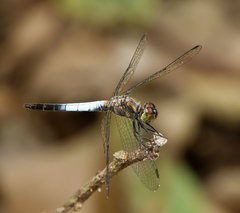 Brachydiplax farinosa