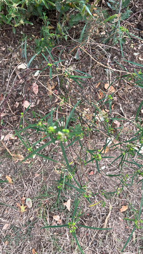 Euphorbia heterophylla observed 2026-10-28