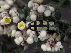 Castiarina decemmaculata