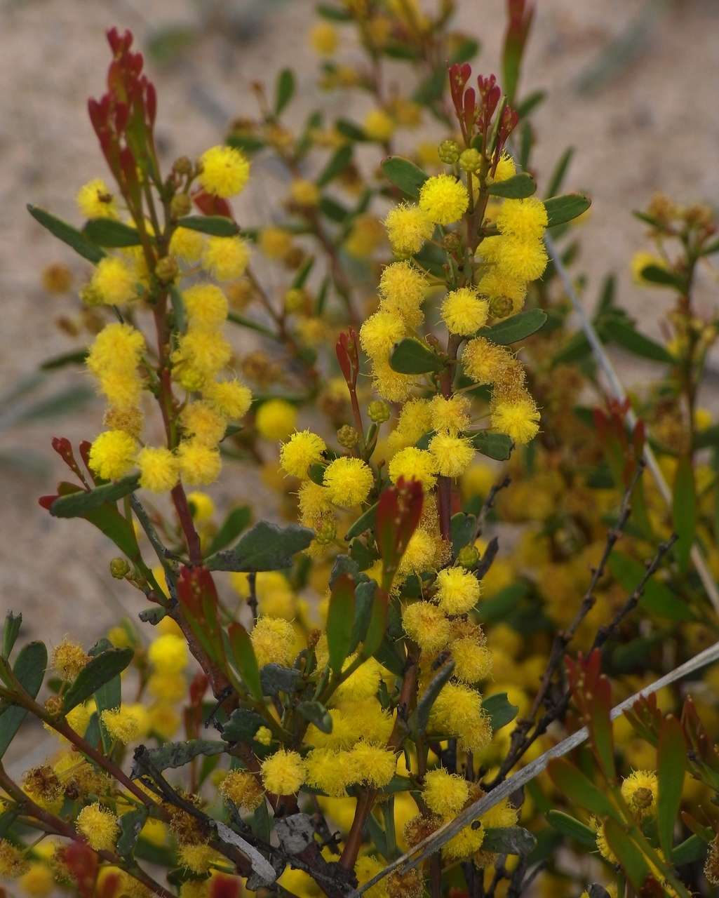 Acacia microcarpa