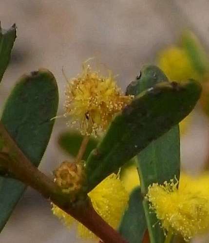 Image of Acacia microcarpa by (c) Russell Best, some rights reserved (CC BY)