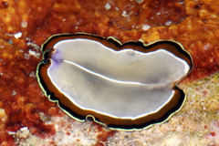 Pseudoceros bimarginatus