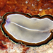 Double-margined Flatworm - Photo (c) Terry Gosliner, some rights reserved (CC BY-NC-SA), uploaded by Terry Gosliner