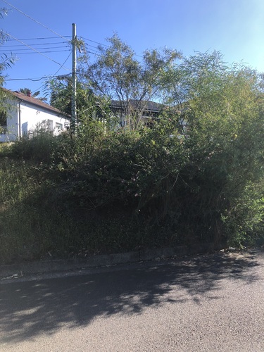 Lantana camara observed 2026-10-29