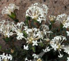 Pimelea glauca