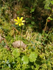 Ranunculus lapponicus