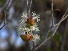 Melaleuca acuminata acuminata