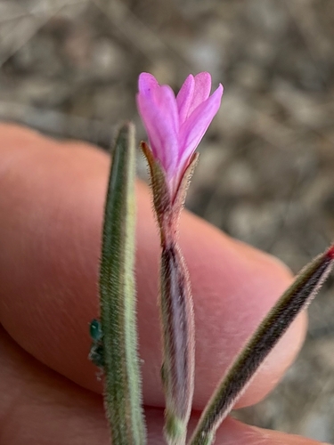 Epilobium brachycarpum, 2026-10-28