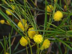 Acacia euthycarpa euthycarpa