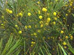 Acacia euthycarpa euthycarpa
