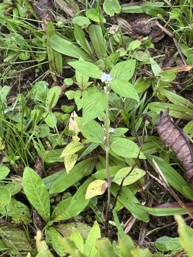 Spermacoce remota observed 2026-10-22