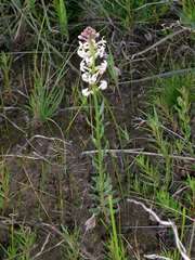 Stackhousia subterranea
