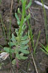 Stackhousia subterranea