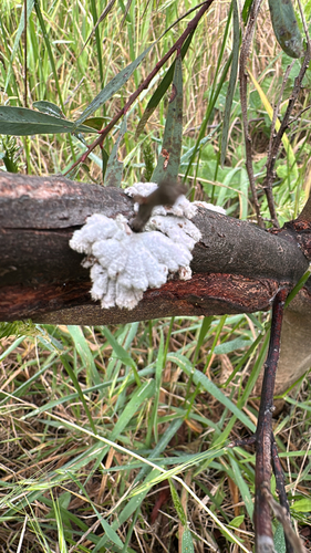 Schizophyllum commune observed 2026-10-29