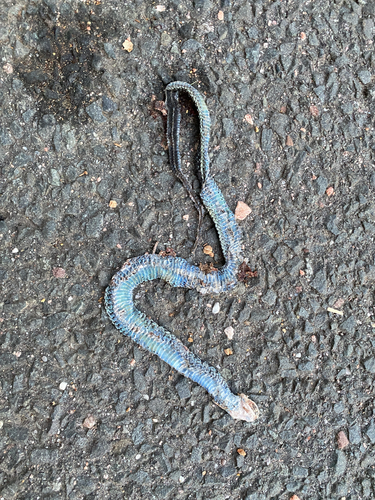 Serpentes observed 2026-10-28