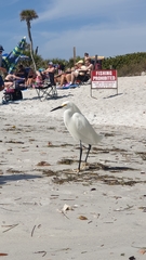 Egretta thula