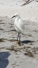 Egretta thula