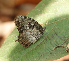 Elymnias nesaea