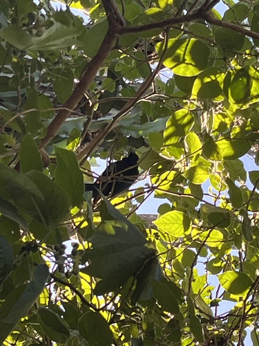 Pacific Koel