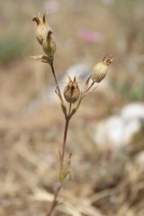Silene subconica
