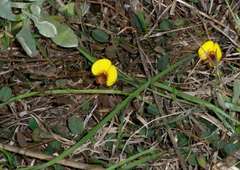 Bossiaea prostrata