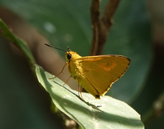 Cupitha purreea