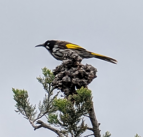 Phylidonyris novaehollandiae, 2026-10-28