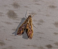 Agathodes ostentalis