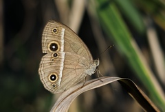 Mycalesis madjicosa