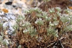 Minuartia glomerata