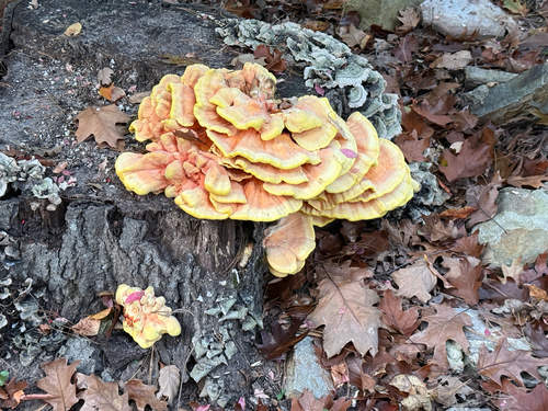 Laetiporus sulphureus observed 2026-10-28