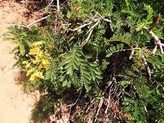 Senna auriculata