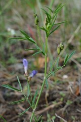 Astragalus arenarius
