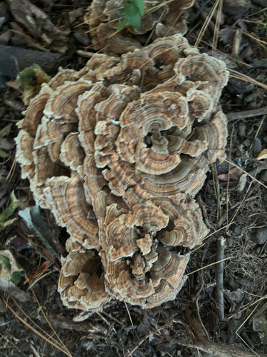 Trametes versicolor observed 2026-10-28