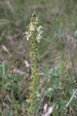 Salvia austriaca