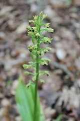 Orchis punctulata