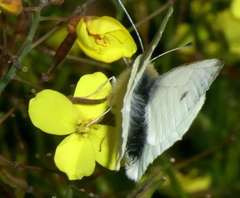 Brassica fruticulosa