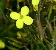 Brassica fruticulosa