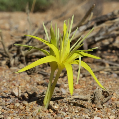 Empodium flexile (Empodium flexile)