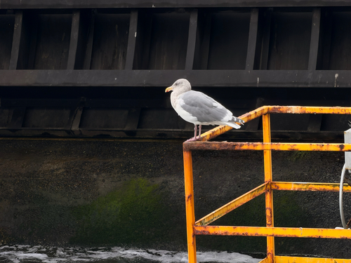 Larus glaucescens observed 2026-10-28