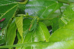 Isopsera denticulata