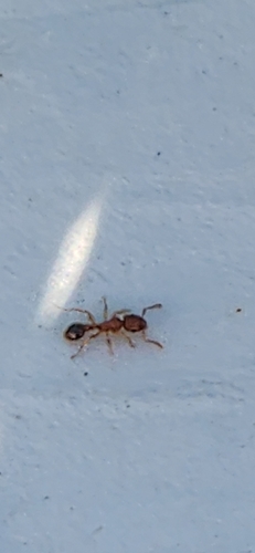 Tetramorium bicarinatum observed 2026-10-29