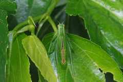 Isopsera denticulata