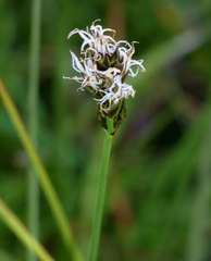Carex divisa