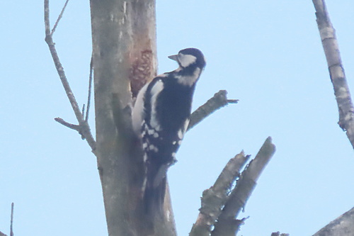 Dendrocopos major observed 2026-10-28